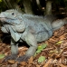 iguana_blue_qebp_gc_h_0204_cay0681.jpg